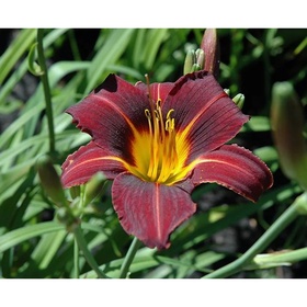 Лилейник гибридный «Блэк Принц», I р-р, 1 шт., 80 h(см), Осень 2025