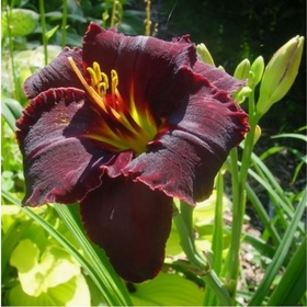 Лилейник гибридный «Блэк Стокингз», I р-р, 1 шт., 60 h(см), Осень 2025