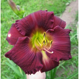 Лилейник гибридный «Бэлла Лугози», I р-р, 1 шт., 80 h(см), Осень 2025