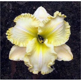 Лилейник гибридный «Вилла Ванилла», I р-р, 1 шт., 50 h(см), Осень 2025