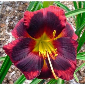 Лилейник гибридный «Вупи», I р-р, 1 шт., 50 h(см), Осень 2025