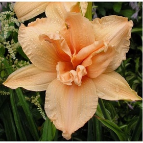 Лилейник гибридный «Дабл Дрим», I р-р, 1 шт., 55 h(см), Осень 2025