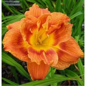 Лилейник гибридный «Даблишес», I р-р, 1 шт., 65 h(см), Осень 2025