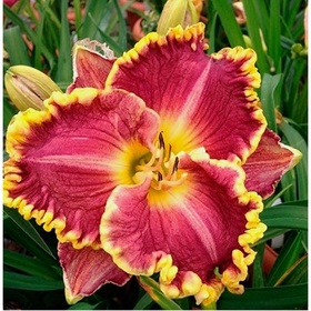 Лилейник гибридный «Дарья», I р-р, 1 шт., 55 h(см), Осень 2025