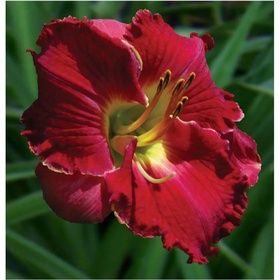 Лилейник гибридный «Джаз Данс», I р-р, 1 шт., 65 h(см), Осень 2025