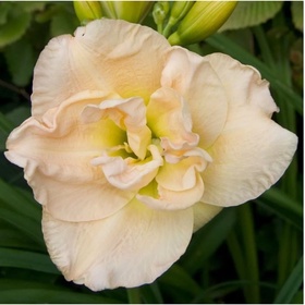 Лилейник гибридный «Жан Свон», I р-р, 1 шт., 70 h(см), Осень 2025