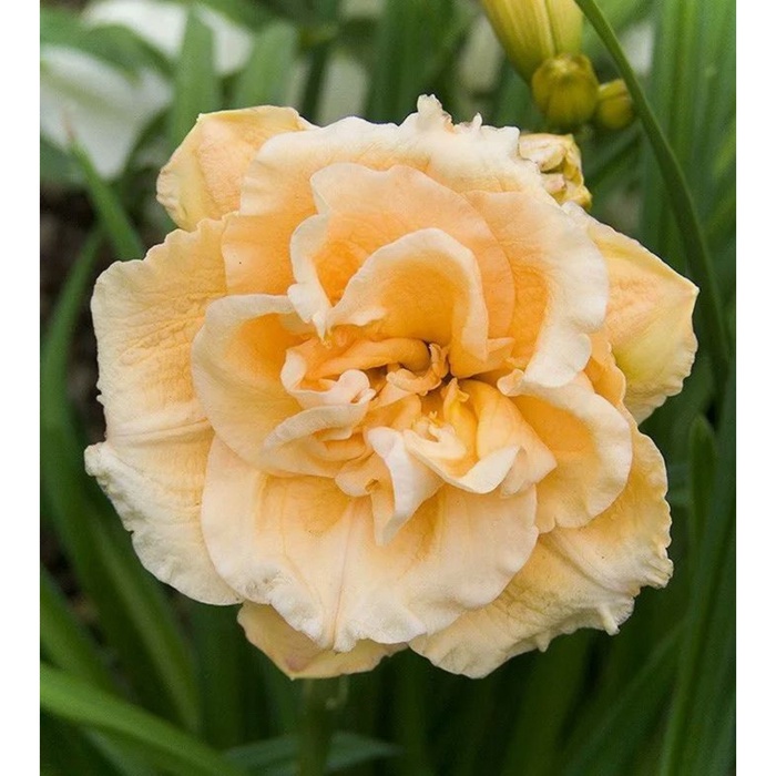 Лилейник гибридный «Икебана Стар», I р-р, 1 шт., 55 h(см), Осень 2025