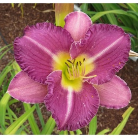 Лилейник гибридный «Интрэпмент», I р-р, 1 шт., 55 h(см), Осень 2025