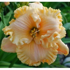 Лилейник гибридный «Инчантид Форест», I р-р, 1 шт., 70 h(см), Осень 2025