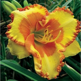 Лилейник гибридный «Ирисистабл Шарм», I р-р, 1 шт., 65 h(см), Осень 2025