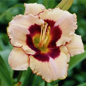 Лилейник гибридный «Канадиан Бордер Петрол», I р-р, 1 шт., 60 h(см), Осень 2025