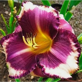 Лилейник гибридный «Канзас Сити Кикер», I р-р, 1 шт., 60 h(см), Осень 2025