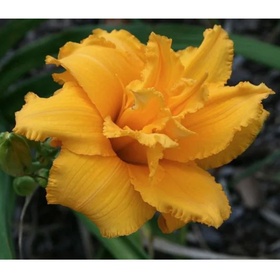 Лилейник гибридный «Кондилла», I р-р, 1 шт., 50 h(см), Осень 2025