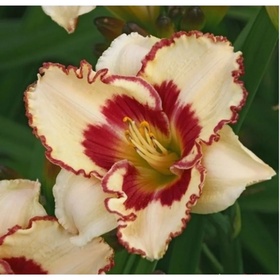 Лилейник гибридный «Криптик Мессадж», I р-р, 1 шт., 55 h(см), Осень 2025