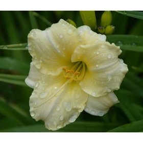 Лилейник гибридный «Лонгфилдз Перл», I р-р, 1 шт., 40 h(см), Осень 2025