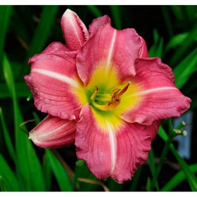 Лилейник гибридный «Матрёшка», I р-р, 1 шт., 60 h(см), Осень 2025