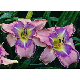 Лилейник гибридный «Милдред Митчел», I р-р, 1 шт., 55 h(см), Осень 2025