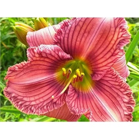 Лилейник гибридный «Нoвэе ту Хайд», I р-р, 1 шт., 55 h(см), Осень 2025