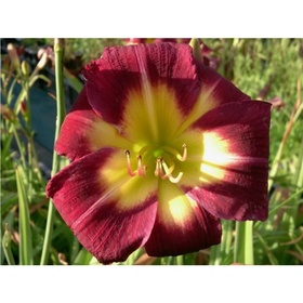 Лилейник гибридный «Найт Бекон», I р-р, 1 шт., 60 h(см), Осень 2025