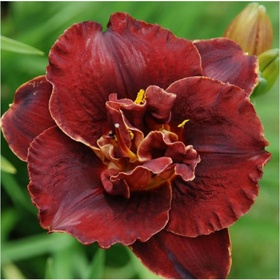 Лилейник гибридный «Найт Эмберс», I р-р, 1 шт., 65 h(см), Осень 2025