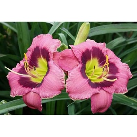 Лилейник гибридный «Олвейз Афтенун», I р-р, 1 шт., 55 h(см), Осень 2025