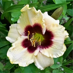 Лилейник гибридный «Пандорас Бокс», I р-р, 1 шт., 50 h(см), Осень 2025