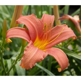 Лилейник гибридный «Пинк Дамаск», I р-р, 1 шт., 75 h(см), Осень 2025