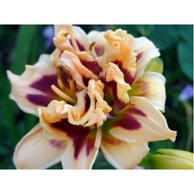 Лилейник гибридный «Росвита», I р-р, 1 шт., 40 h(см), Осень 2025