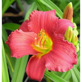 Лилейник гибридный «Руби Стелла», I р-р, 1 шт., 55 h(см), Осень 2025