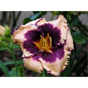 Лилейник гибридный «Сабина Бауэр», I р-р, 1 шт., 60 h(см), Осень 2025