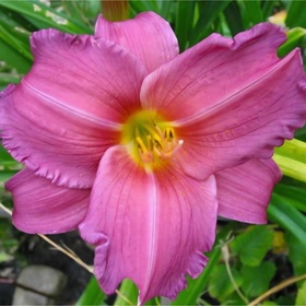 Лилейник гибридный «Саммэ Вайн», I р-р, 1 шт., 60 h(см), Осень 2025