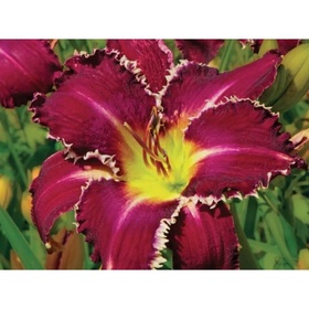 Лилейник гибридный «Снэггл Тут», I р-р, 1 шт., 80 h(см), Осень 2025