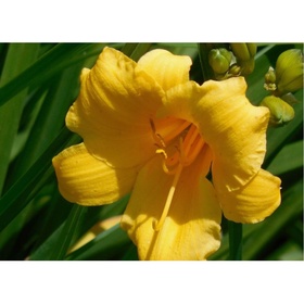 Лилейник гибридный «Стелла де Оро», I р-р, 1 шт., 40 h(см), Осень 2025