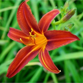 Лилейник гибридный «Сэмми Рассел», I р-р, 1 шт., 60 h(см), Осень 2025