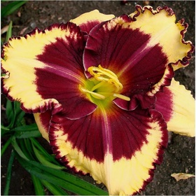 Лилейник гибридный «Тайгер Блад», I р-р, 1 шт., 65 h(см), Осень 2025