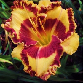 Лилейник гибридный «Тропикал Сюрпрайз», I р-р, 1 шт., 55 h(см), Осень 2025