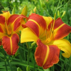 Лилейник гибридный «Франс Халс», I р-р, 1 шт., 65 h(см), Осень 2025