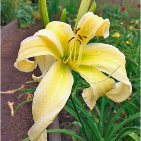 Лилейник гибридный «Хевенли Флайт ов Энджел», I р-р, 1 шт., 75 h(см), Осень 2025