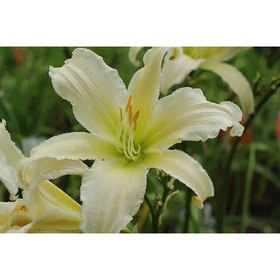 Лилейник гибридный «Хевенли Эйнджел Айс», I р-р, 1 шт., 91 h(см), Осень 2025
