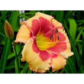 Лилейник гибридный «Хелло Скриме», I р-р, 1 шт., 70 h(см), Осень 2025