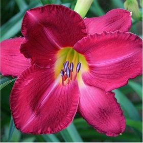 Лилейник гибридный «Чарльз Джонстон», I р-р, 1 шт., 60 h(см), Осень 2025