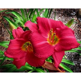 Лилейник гибридный «Эйни Фенфайр», I р-р, 1 шт., 40 h(см), Осень 2025