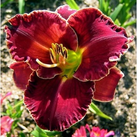 Лилейник гибридный «Экселент», I р-р, 1 шт., 60 h(см), Осень 2025