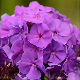 Флокс метельчатый «Андрэ», I р-р, 1 шт., 70-90 h(см), Осень 2025