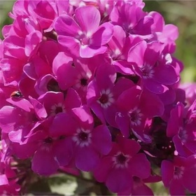 Флокс метельчатый «Бамбини Свит Тарт», I р-р, 1 шт., 25 h(см), Осень 2025