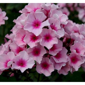 Флокс метельчатый «Брайт Айз», I р-р, 1 шт., 80 h(см), Осень 2025