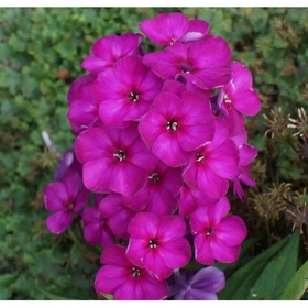 Флокс метельчатый «Венди Хаус», I р-р, 1 шт., 90 h(см), Осень 2025