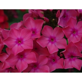 Флокс метельчатый «Виндзор», I р-р, 1 шт., 90 h(см), Осень 2025