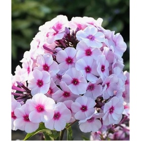 Флокс метельчатый «Граф Цеппелин», I р-р, 1 шт., 100 h(см), Осень 2025