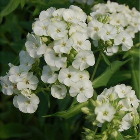 Флокс метельчатый «Джейд», I р-р, 1 шт., 50 h(см), Осень 2025